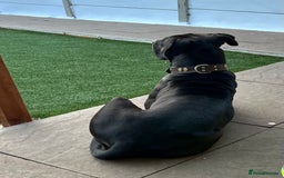 Mixed Breed dogs for sale: Ronnie  - Image 3