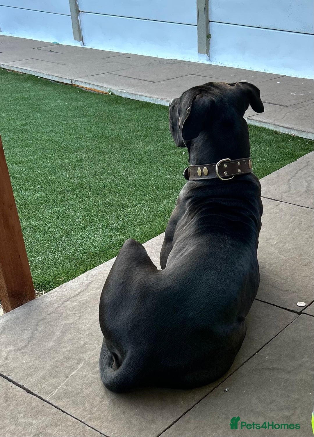 Mixed Breed dogs for sale: Ronnie  - Image 3