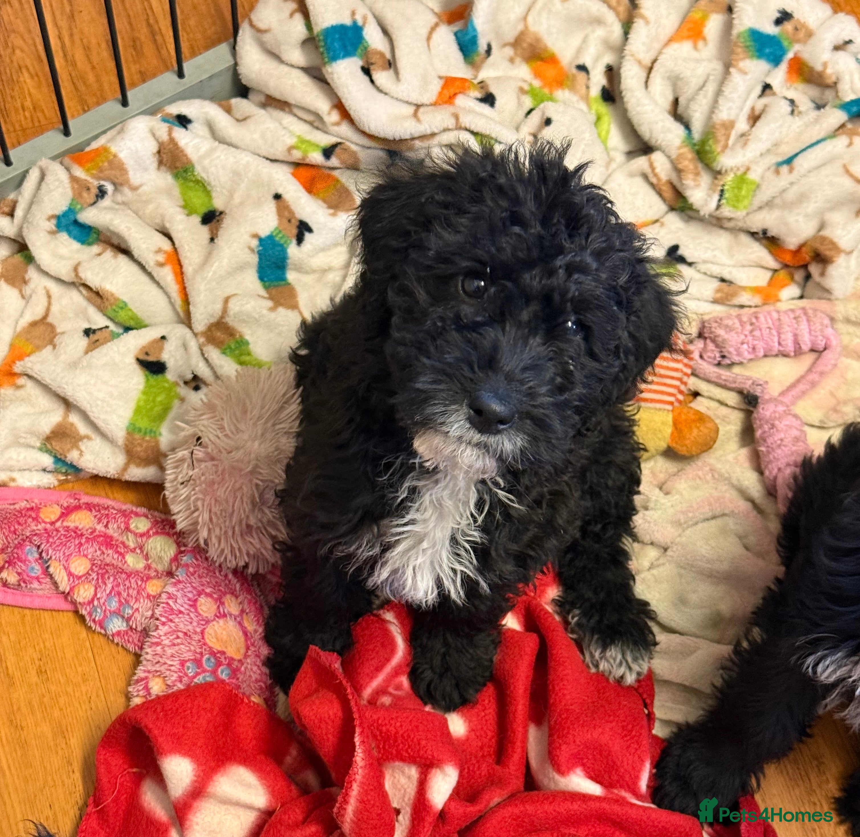 Australian Labradoodle dogs Australian labradoodles  - Advert 2