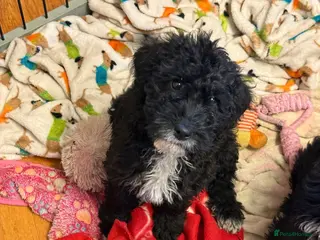 Australian Labradoodle dogs Australian labradoodles - Advert 2