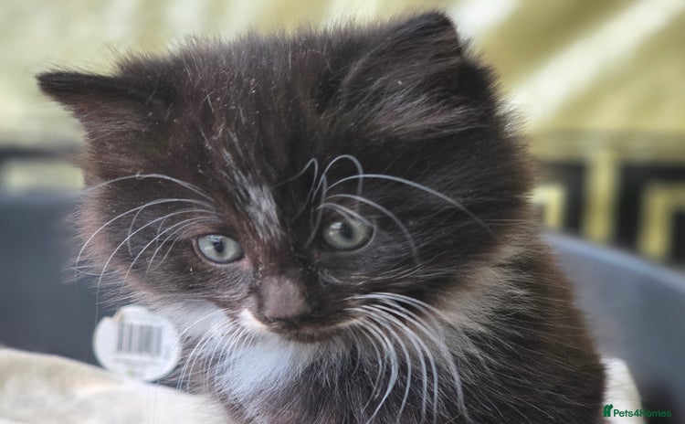 Mixed Breed cats - Advert 16