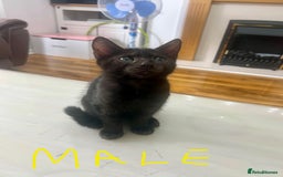 Mixed Breed cats for sale: Black tabby kittens - Image 3
