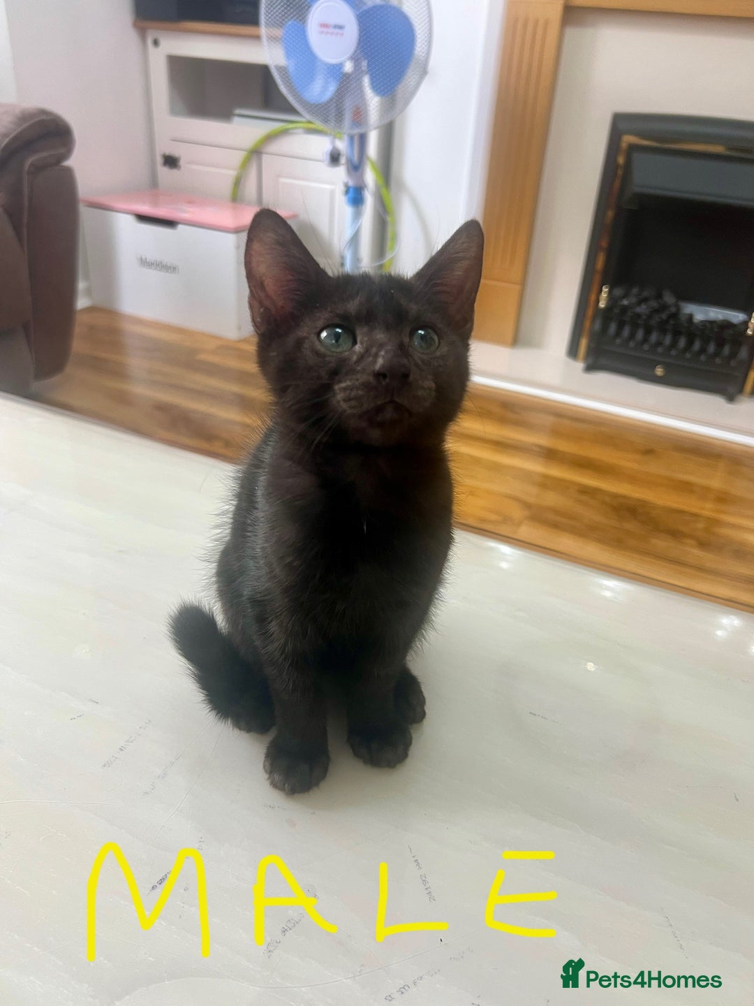 Mixed Breed cats for sale: Black tabby kittens - Image 3