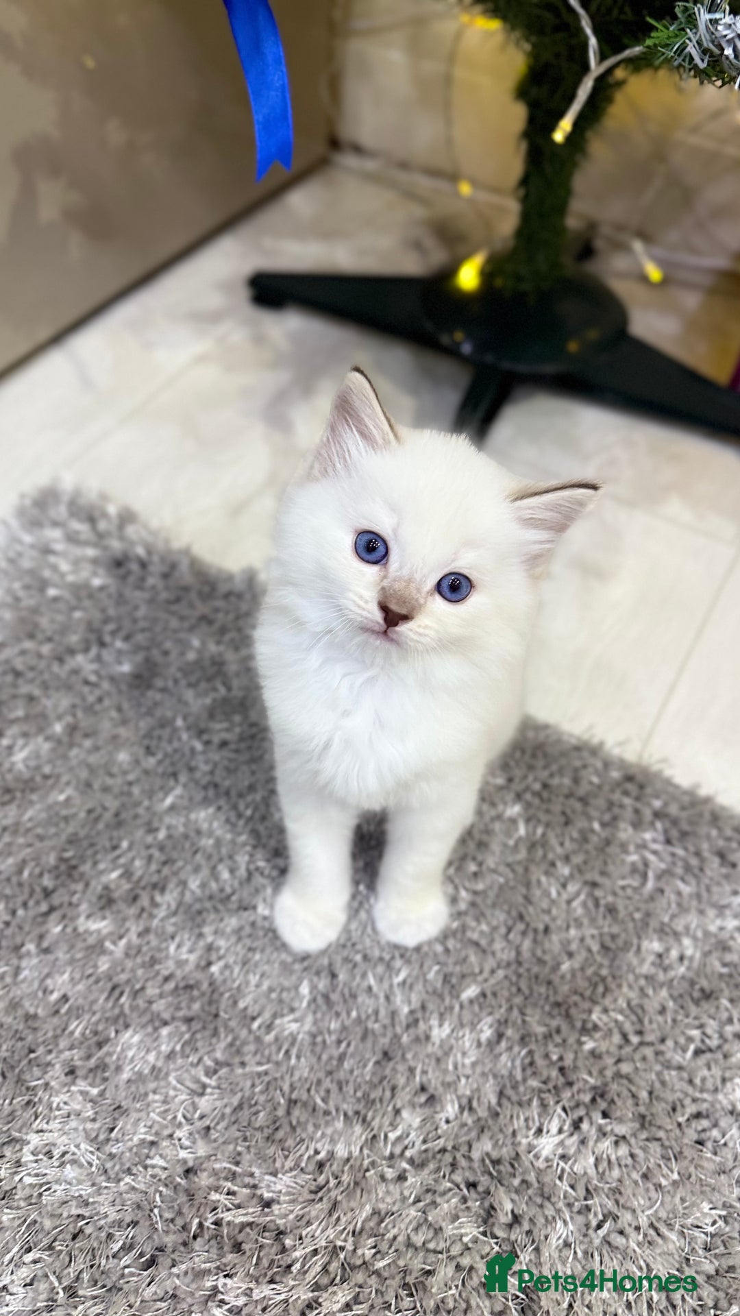 Ragdoll cats for sale: Beautiful Ragdoll Kittens for Sale – 2Boys&2Girls - Advert 11