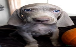 Weimaraner dogs for sale: Stunning Weimaraner pups (KC Registered pedigree)  - Image 10
