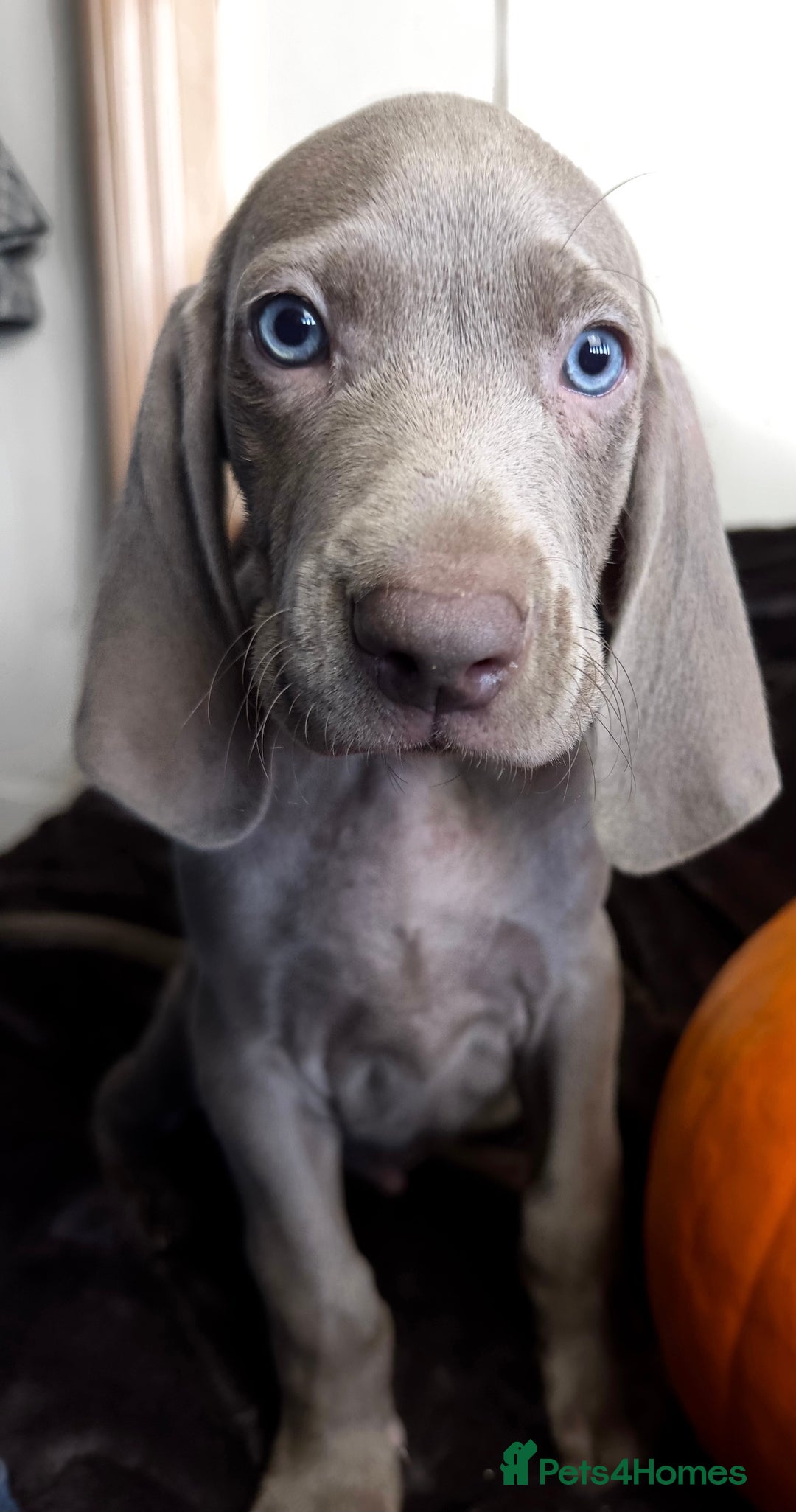 Weimaraner dogs for sale: Stunning Weimaraner pups (KC Registered pedigree)  - Image 10