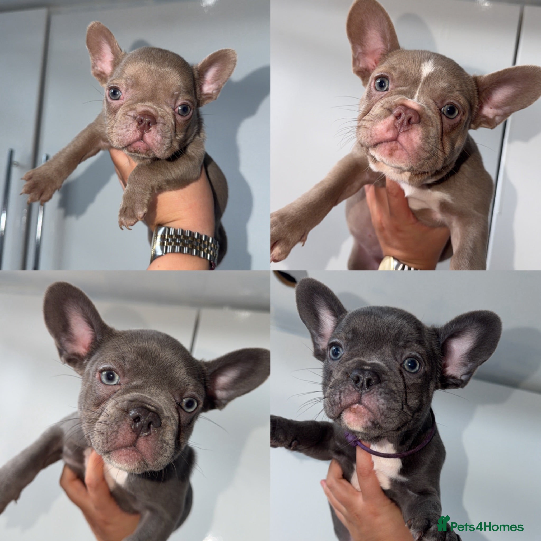 French Bulldog dogs REDUCED - 4 GIRLS - READY NOW!!! - Advert 3