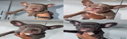 French Bulldog dogs for sale: ONE LEFT - LILAC LADY KC REG - Advert 5