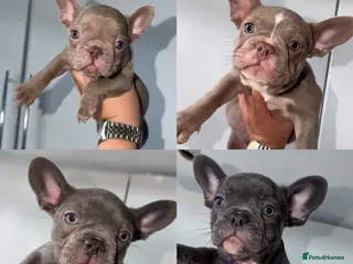 French Bulldog dogs REDUCED - 4 GIRLS - READY NOW!!! - Advert 3