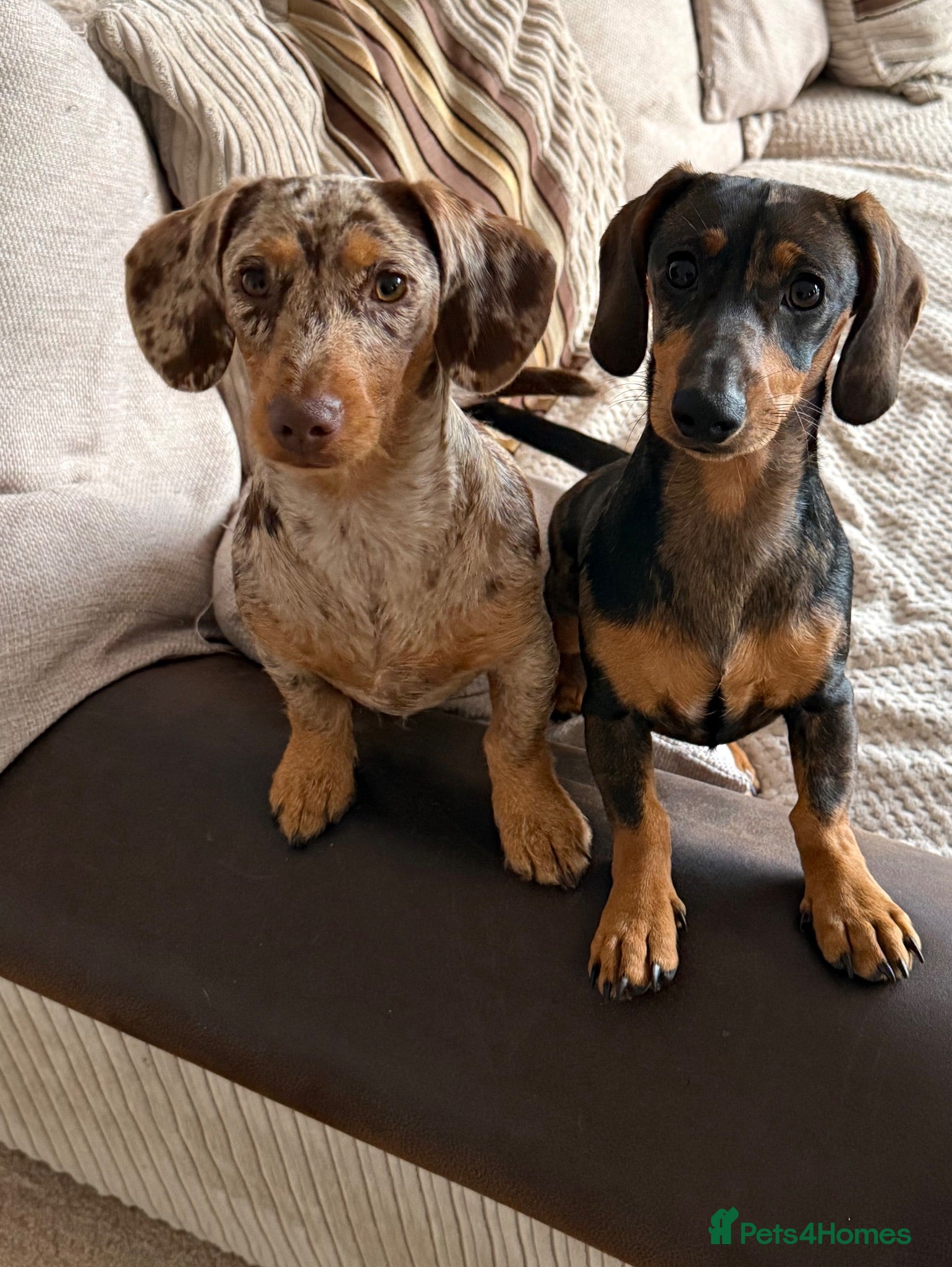 Miniature Dachshund dogs 2 bonded mini dachshund girls (price for both) - Advert 2