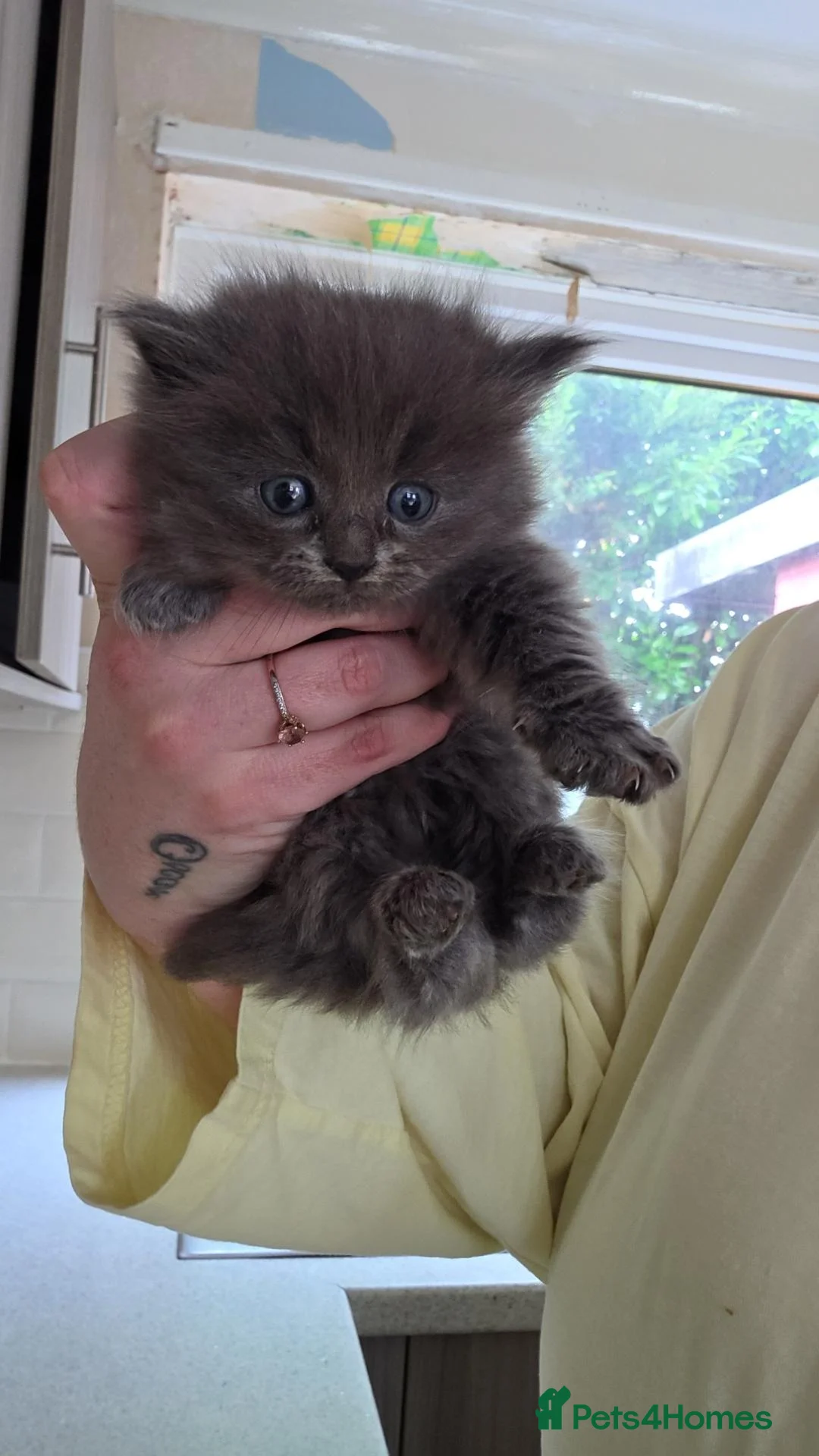 Mixed Breed cats for sale: Beautiful grey long haired kitten - Advert 1