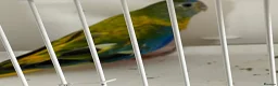 Parakeets birds for sale: Proven pair of Turquoise Grass Parakeet - Advert 4