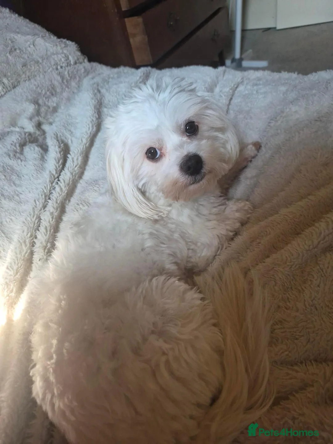 Mixed Breed dogs for sale: 2-Year-Old Maltese Looking for His Forever Home ❤️ - Advert 2
