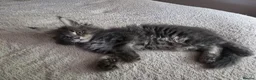 Maine Coon cats for sale: Outstanding quality Tica reg Mainecoon  - Advert 19