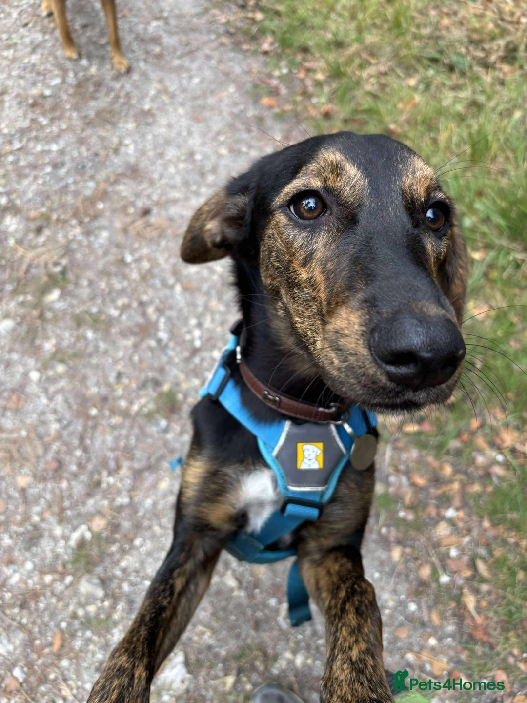 Mixed Breed dogs for adoption: Puppy Rina is waiting for you! - Image 13