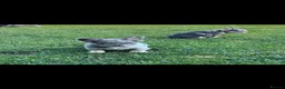 French Bulldog dogs for sale: Dwkc French bulldog Merle puppies  in Derby - Advert 8