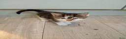 Domestic Shorthair cats for sale: Stunning litter of 4 - Advert 22