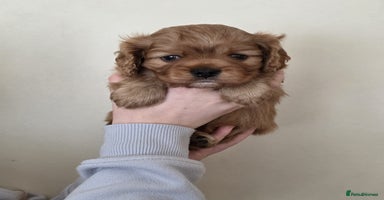 Cavalier King Charles Spaniel dogs - Advert 12