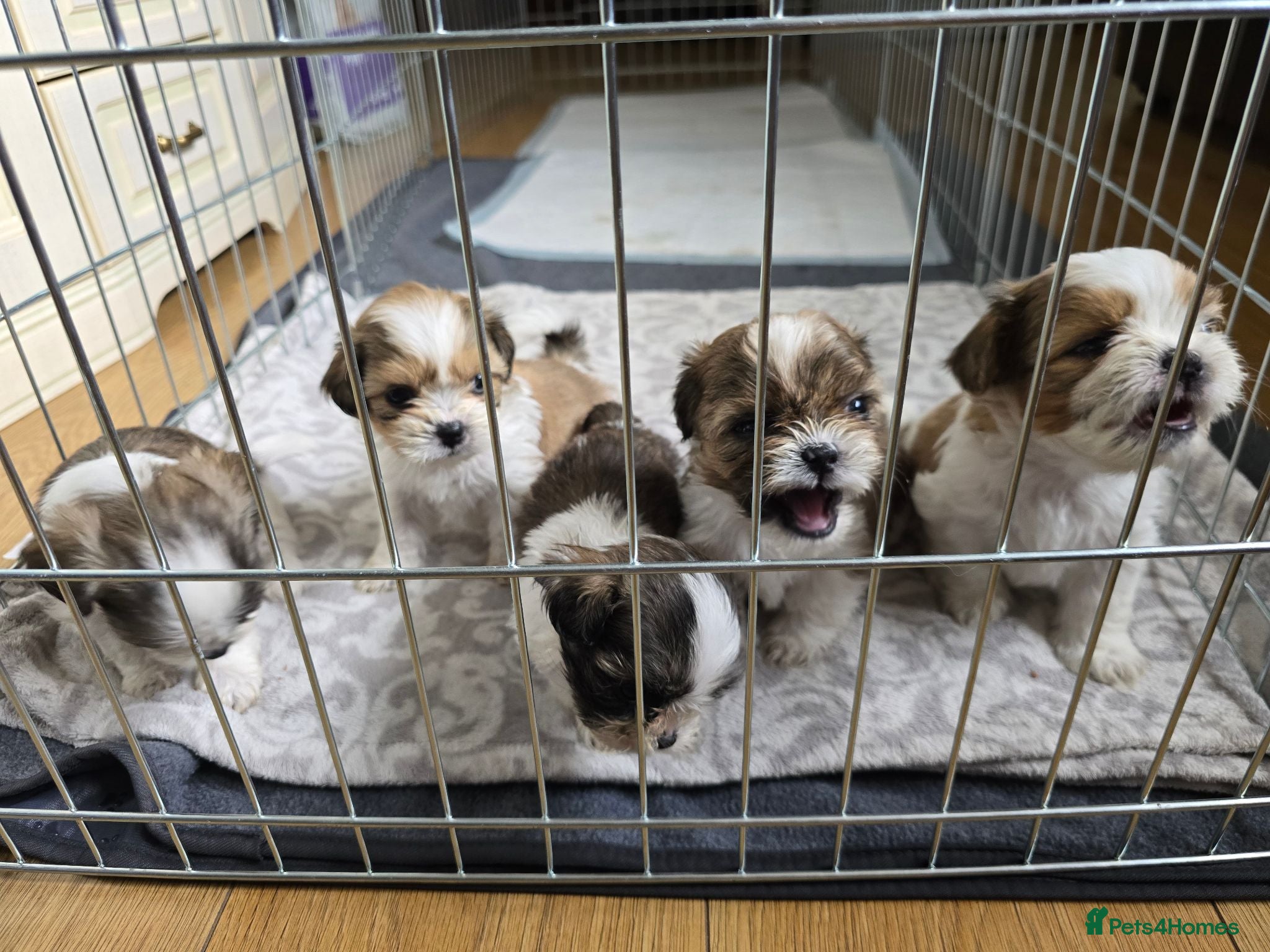 Shih Tzu dogs Shih Tzu puppies  - Advert 21
