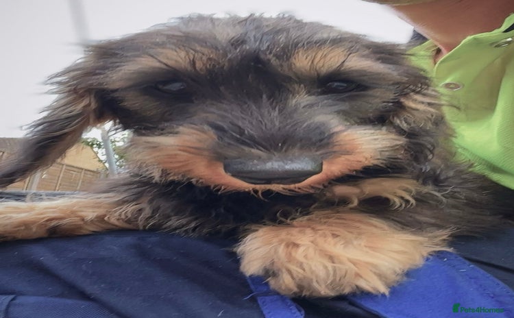 Miniature Dachshund dogs - Advert 16