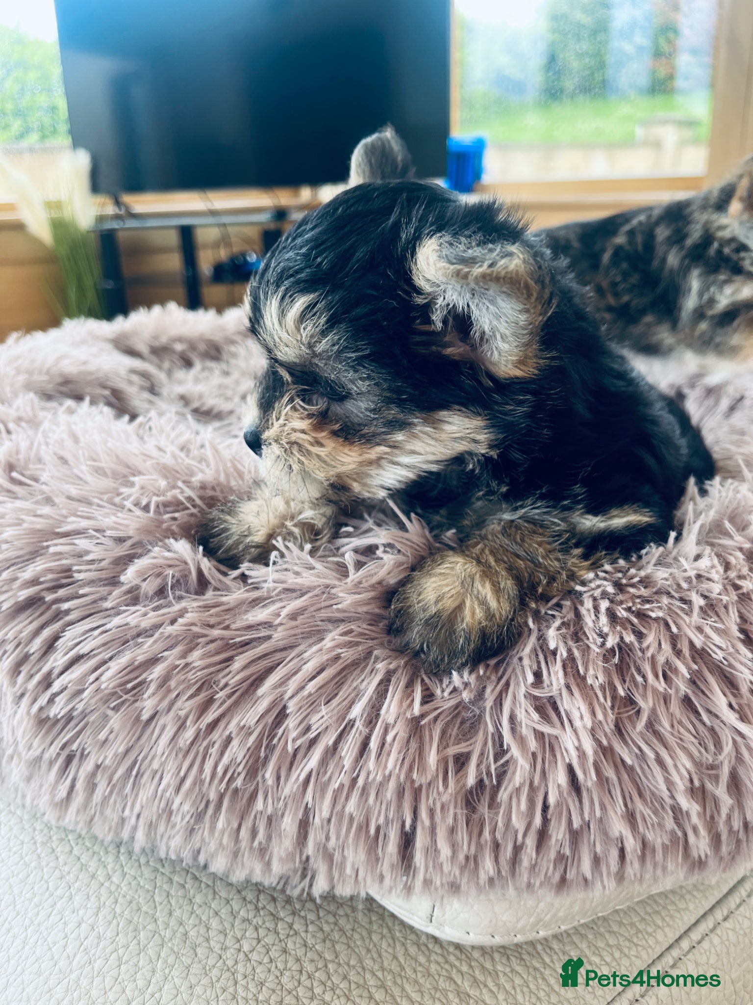 Mixed Breed dogs for sale: 2 female Yorkie pups ready for their forever home  - Advert 6