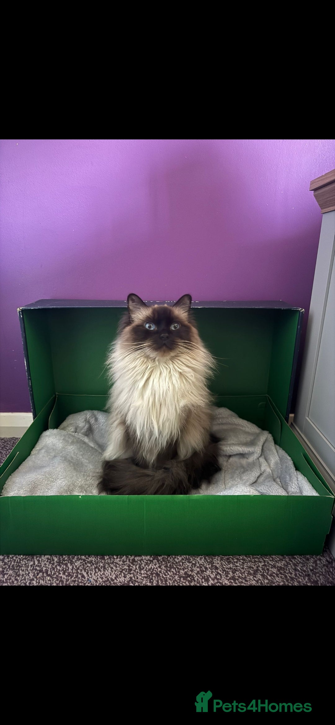 Ragdoll cats Ragdoll 4 girls 💗💗💗💗 - Advert 2