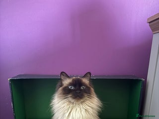 Ragdoll cats Ragdoll 4 girls 💗💗💗💗 - Advert 1