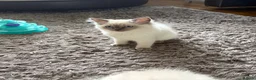 Ragdoll cats for sale: GCCF Registered Pedigree Ragdoll Kittens in Bristol - Advert 2