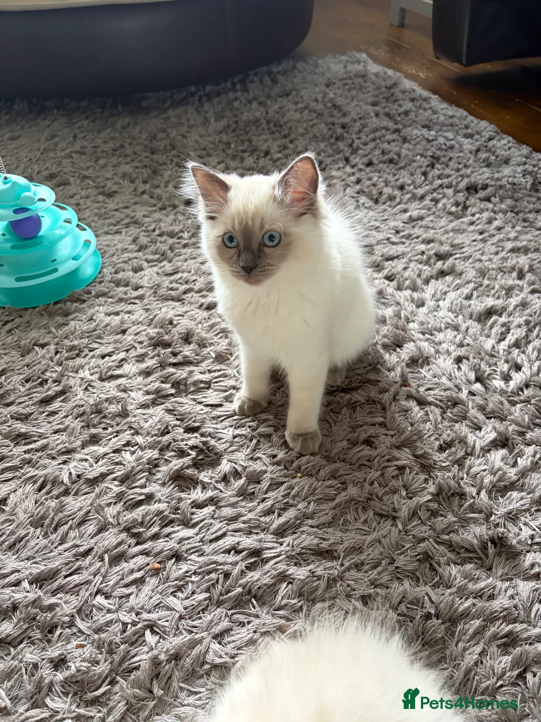Ragdoll cats for sale: GCCF Registered Pedigree Ragdoll Kittens in Bristol - Advert 2