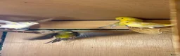 Canaries birds for sale: Canaries  - Advert 5