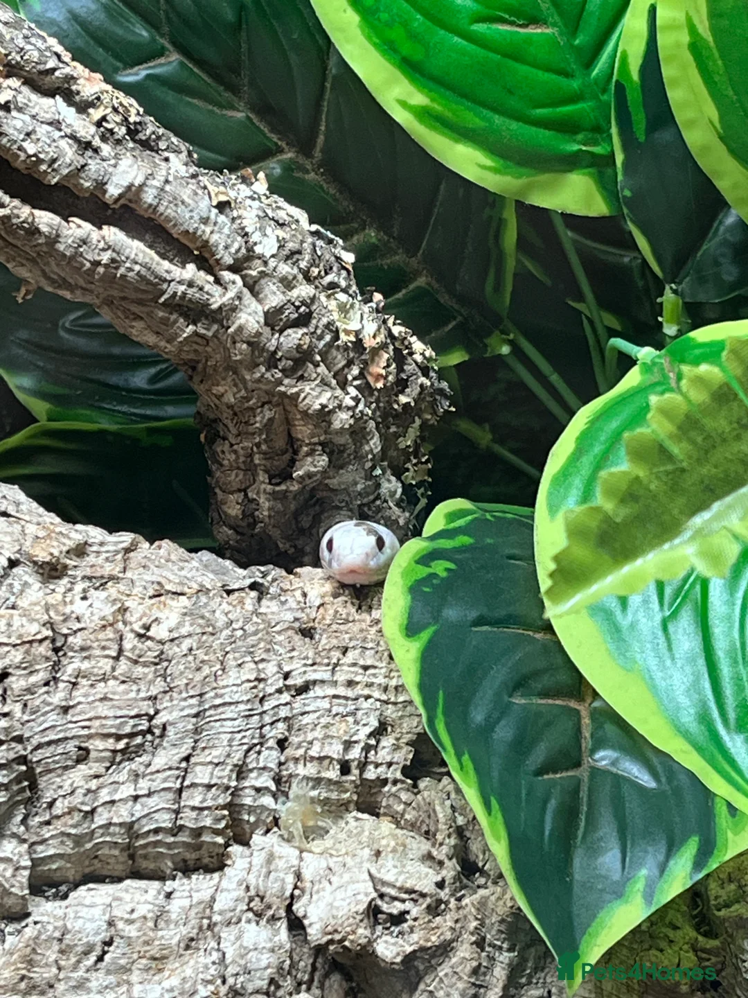 Corn Snake reptiles for sale: Palmetto Corn Snake - Advert 3