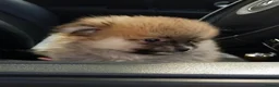 Pomeranian dogs for sale: Beautiful teddy faced female  - Advert 3