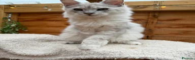 Maine Coon 2