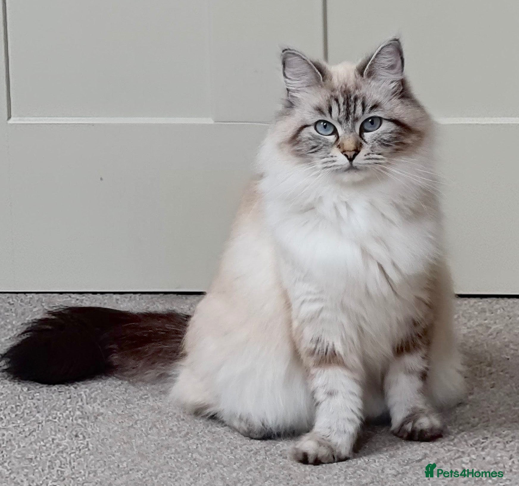 Siberian cats for sale: Beautiful Blue-Eyed Siberian Kittens - Advert 1