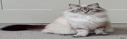 Siberian cats for sale: Beautiful Blue-Eyed Siberian Kittens - Advert 1