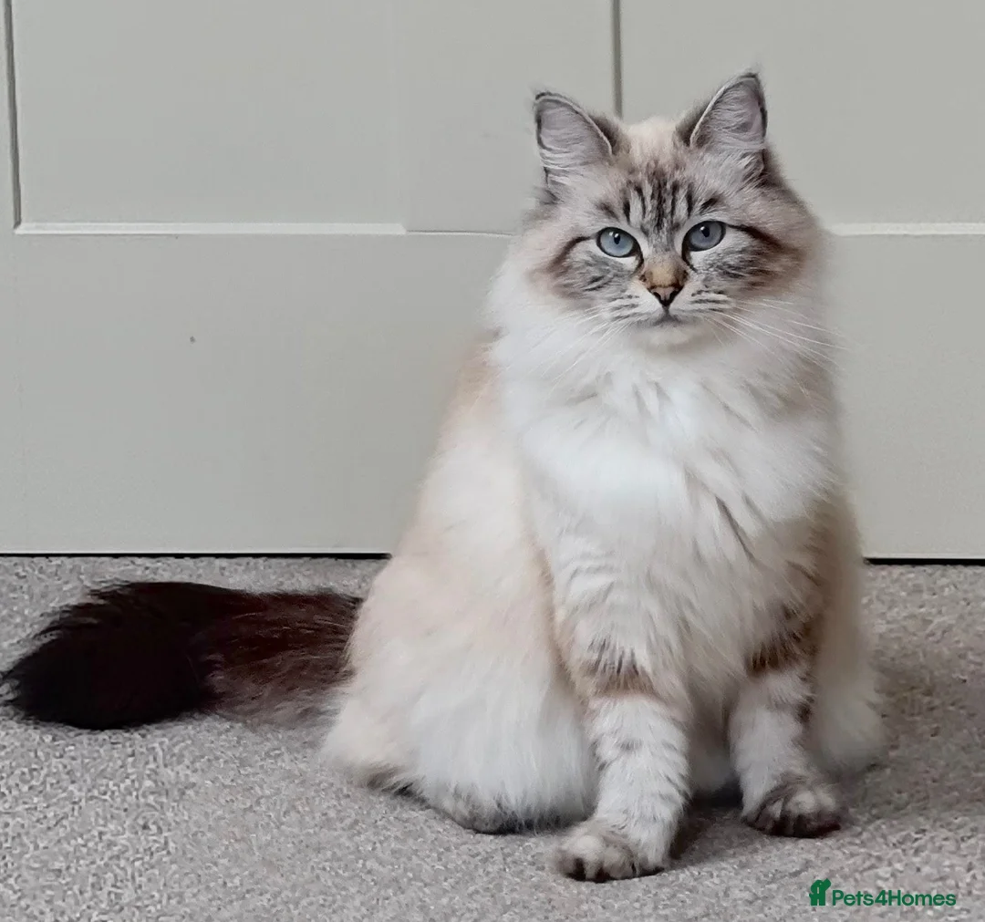 Siberian cats for sale: Beautiful Blue-Eyed Siberian Kittens - Advert 1