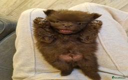 Pomeranian dogs for sale: 5 short snout teddy pom babies  - Image 10