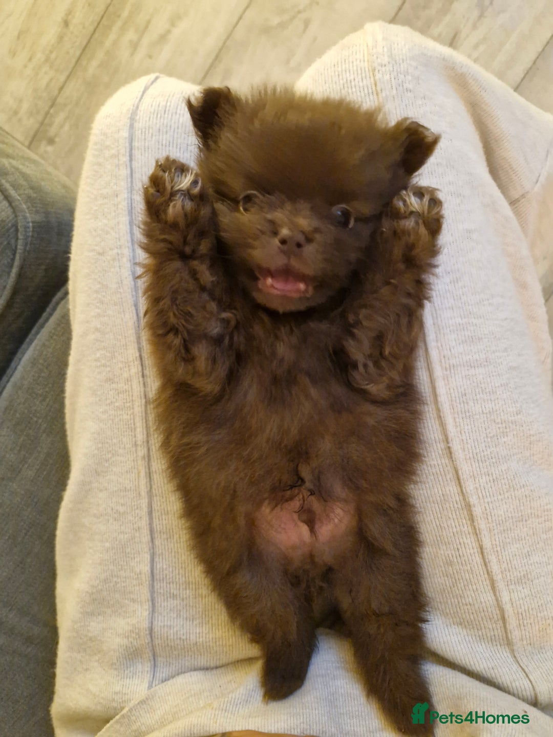 Pomeranian dogs for sale: 5 short snout teddy pom babies  - Image 10