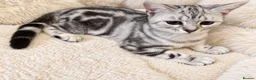 British Shorthair cats for sale: Stunning Silver BSH Kittens GCCF Champion Lines - Advert 10