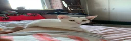 Mixed Breed cats for sale: 2 adorable boys  - Advert 7