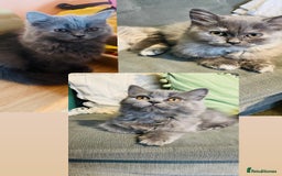 Scottish Fold cats for sale: Scottish straight girl and boy ready to go - Image 1