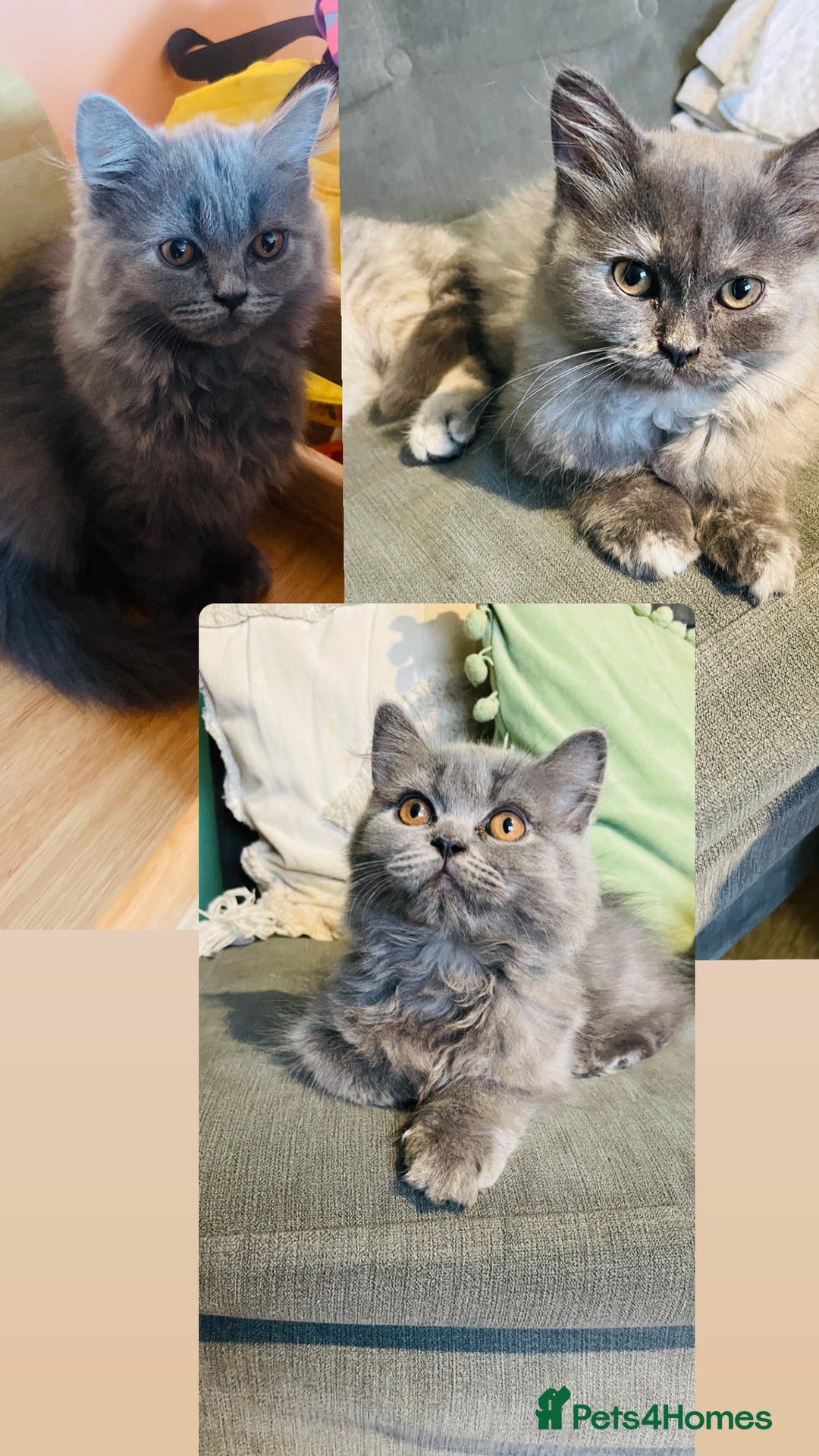 Scottish Fold cats for sale: Scottish straight girl and boy ready to go - Image 1