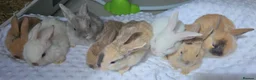 Mini Lop rabbits for sale: Beautiful mini lop bunnies - Advert 7