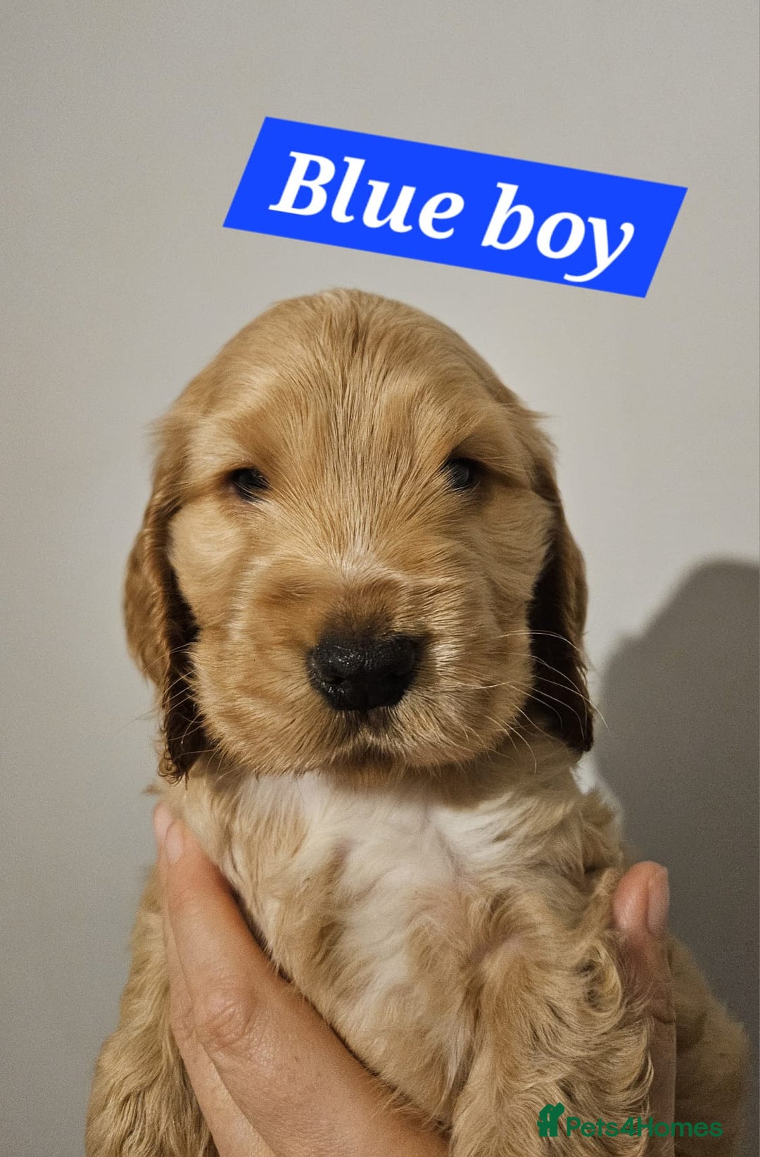 Cocker Spaniel dogs for sale: READY NOW ! Kc reg show cockers - Advert 6