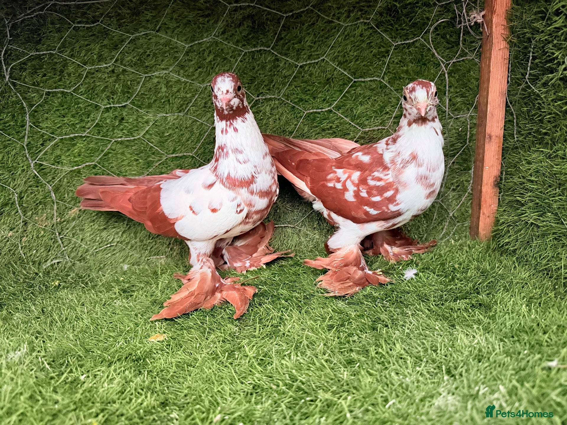 Pigeons birds Beautiful Quality Pigeons Healthy & Well Cared For - Advert 2