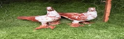 Pigeons birds for sale: Beautiful Quality Pigeons Healthy & Well Cared For - Advert 5