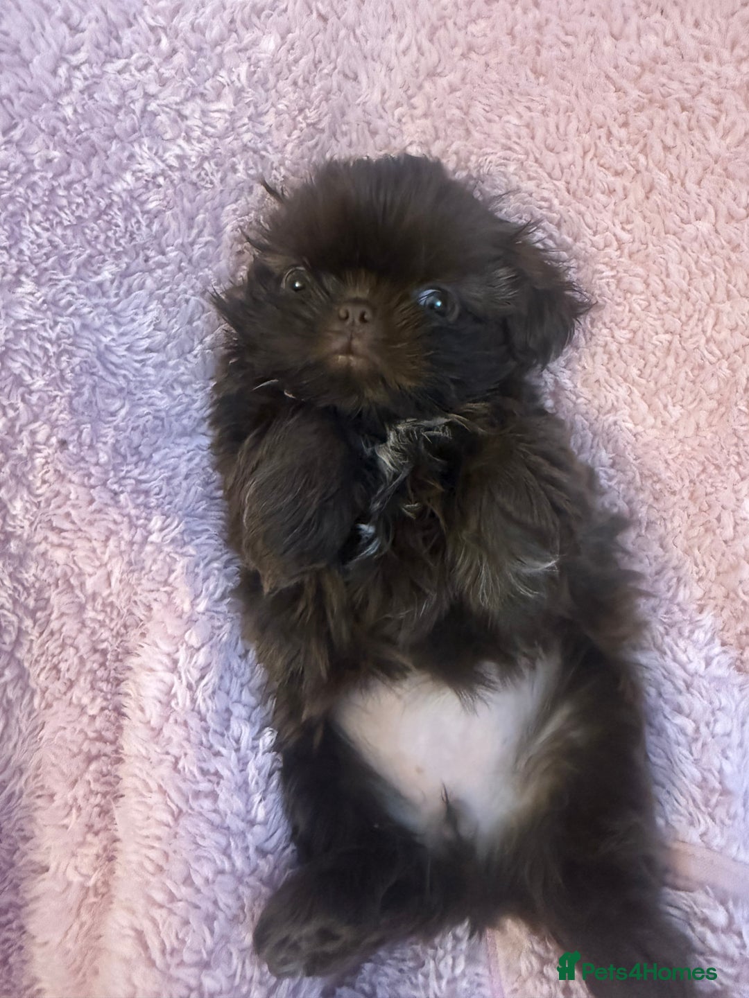 Shih Tzu dogs for sale: Adorable Shih Tzu puppies - Image 2