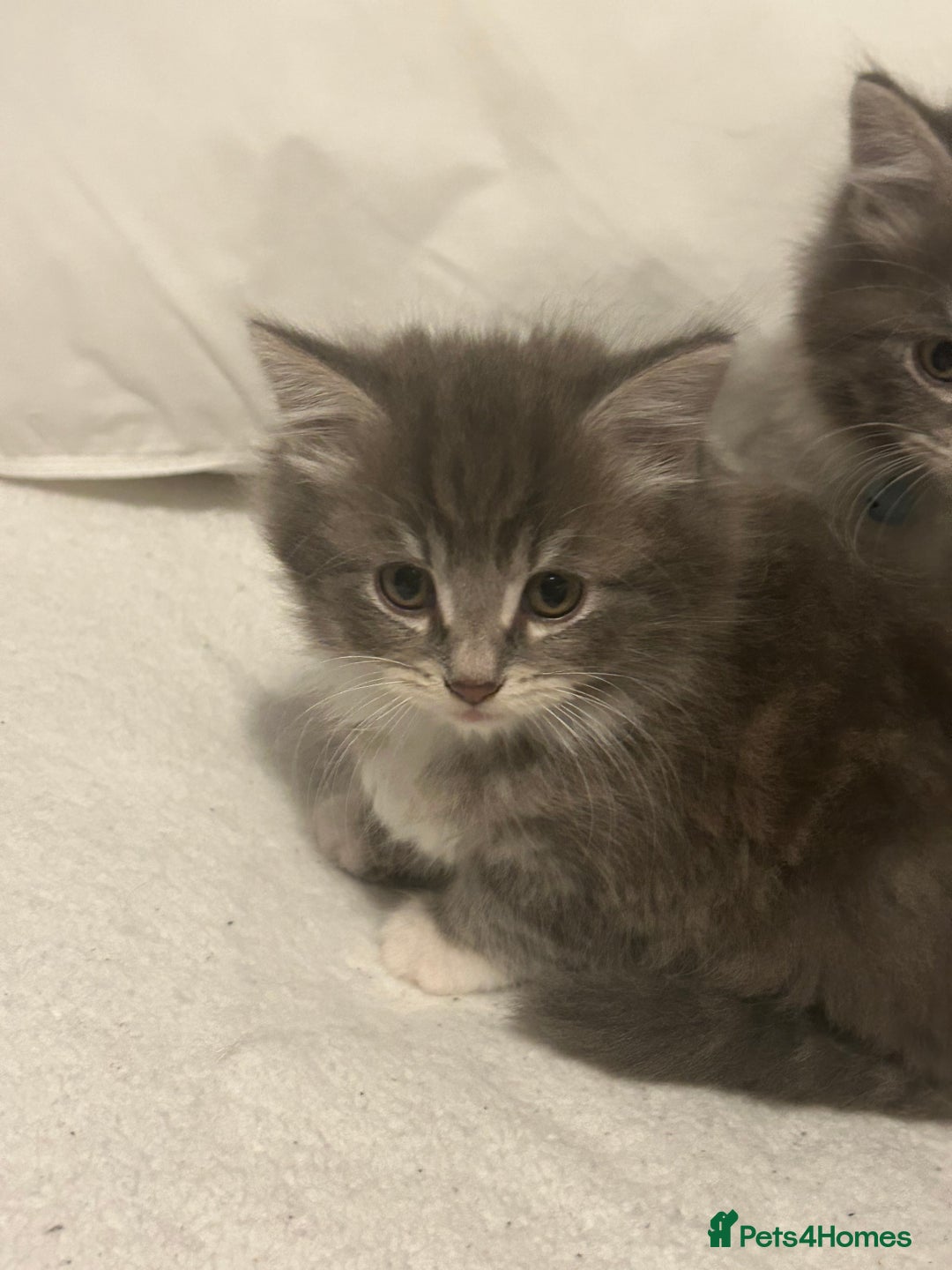 Mixed Breed cats for sale: Mixed breed - Advert 13