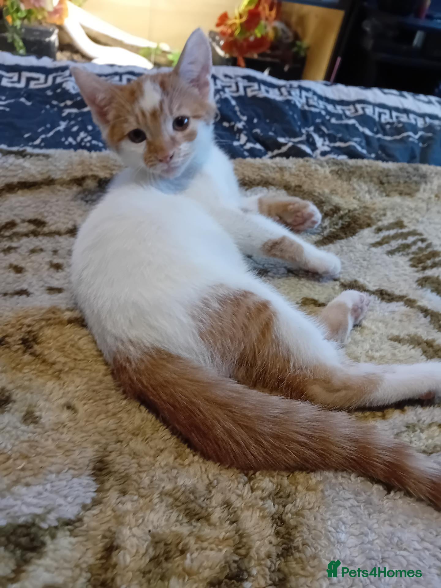 Mixed Breed cats Last one left boy kitten looking for loving homes  - Advert 2