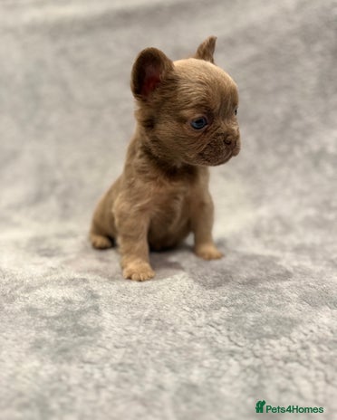 French Bulldog dogs 🐶 Beautiful Litter Of French Bulldogs 🐶 - Advert 7